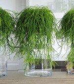 Rhipsalis gehört zur Familie der
Kakteen und ist pflegeleicht. Die
Pflanze ist wüchsig und entwickelt
lange Triebe.