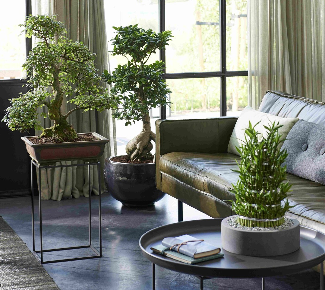   Unaufgeregt und bestndig: Bonsai und Bambus im Wohnzimmer.