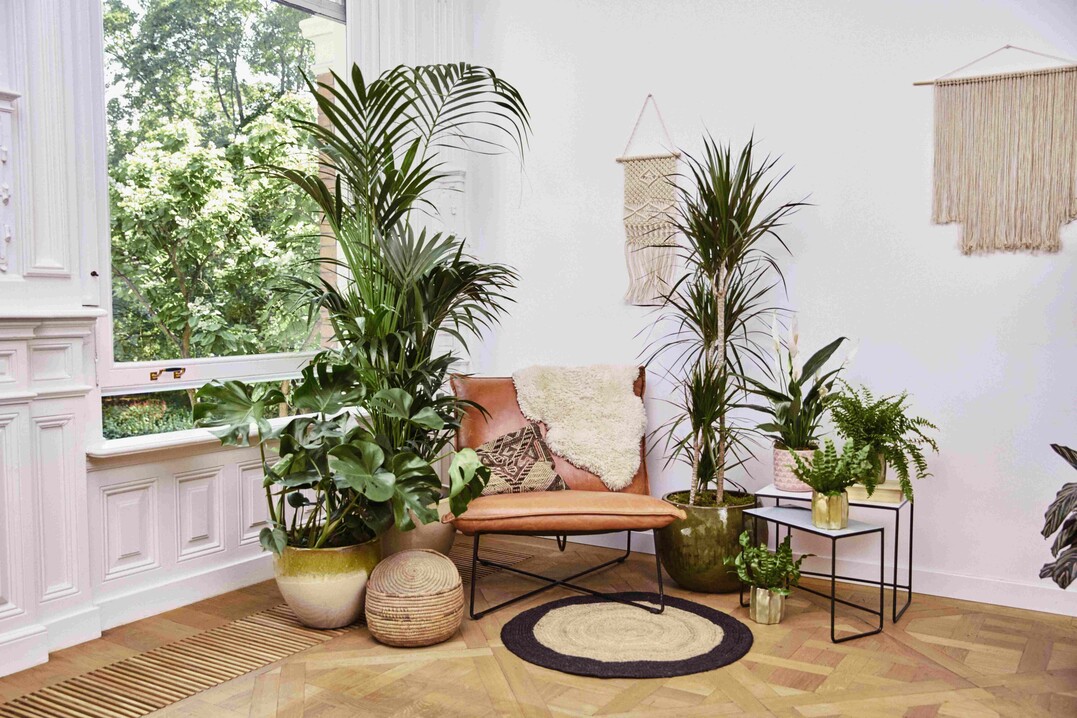   Yucca, Kentia, Einblatt und Farn im Wohnzimmer.