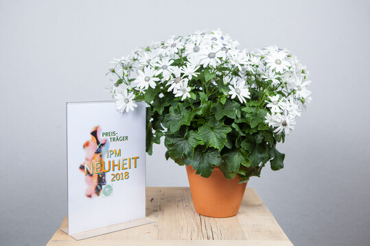 Pericallis x Hybride Senetti white 