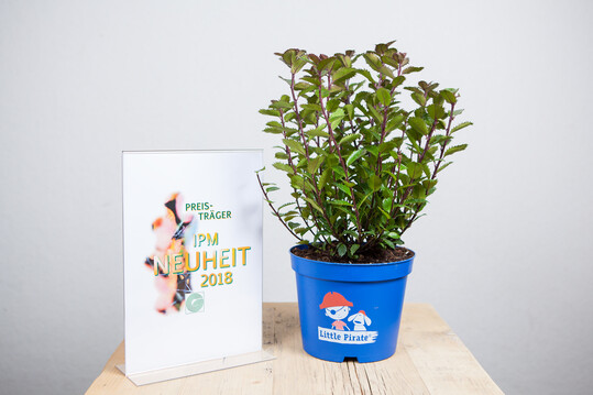  Ilex x meserveae "Monnieves