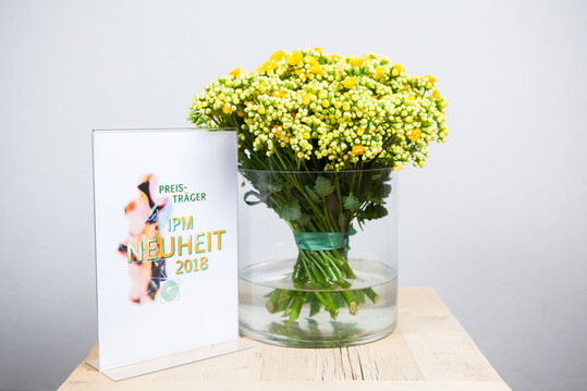 Kalanchoe Interspecific Hybrid Queen CutFlowers "Smiling Yellow Meadow 