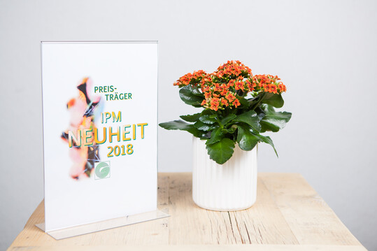 Kalanchoe Interspecific Hybride Queen ElseFlowers "Dean 